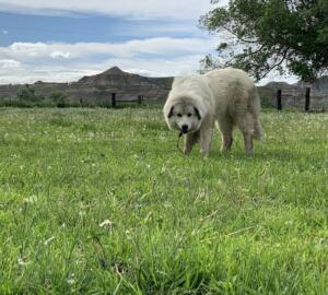 Dog at Yellowstone River Farms A dog in a field with mountains in the background.