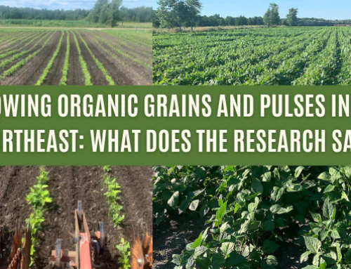 Growing Organic Grains and Pulses in the Northeast: What Does the Research Say?