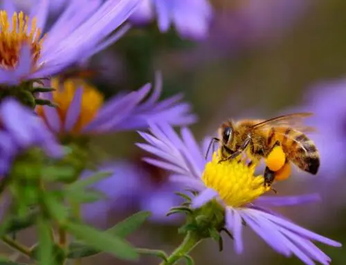 The Power of Shared Narrative: Lessons from the Institute for Agroecology