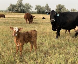 Cows and calves grazing at Yellowstone Farm.