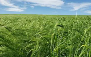 Scots bere barley at Flansburg Farm.