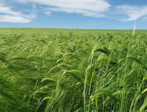 From Conventional to Certified: Transitioning to Organic in the Northwest