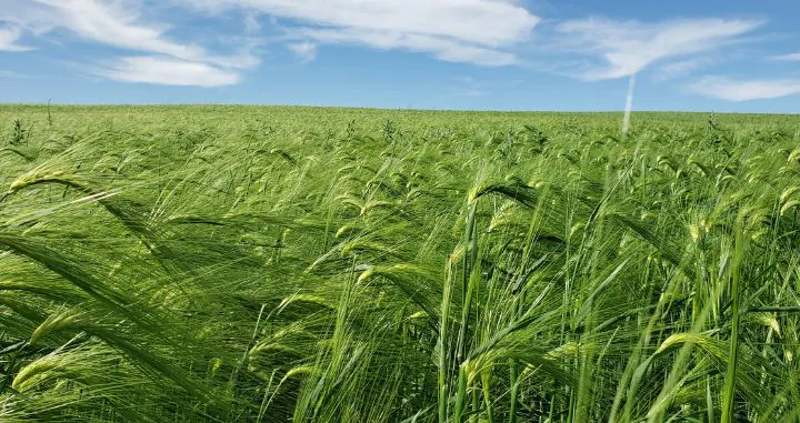Scots bere barley at Flansburg Farm.