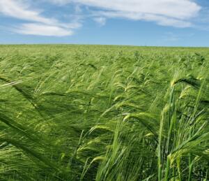 Scots Bere Barley_Flansburg Farm Field of green Scots Bere Barley at Flansburg Farm.