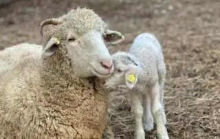 A sheep and a lamb.