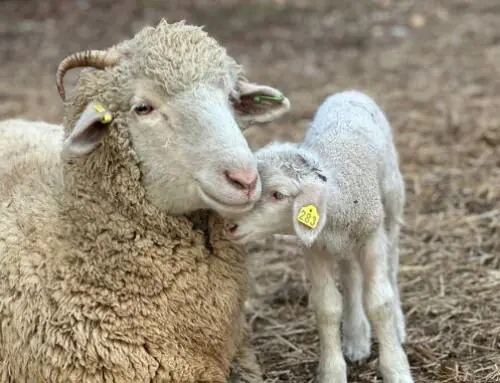 Farmer-Led Trials Program Spotlight: Mesta Meadows