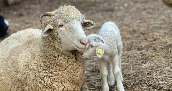 A sheep and a lamb.