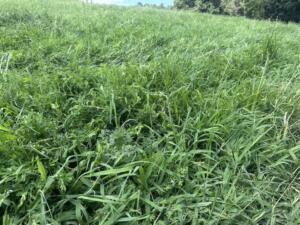 forage mix with lespedeza