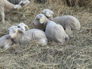 Lambs at Mesta Meadows Four lambs nestled in hay.