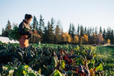 Catherine Nguyen bunches greens in a swiss chard field. 