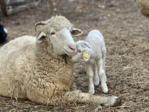 A sheep and a lamb.