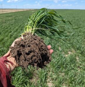 demetria-stepehns-stephens-land-and-cattle-hand-with-soil