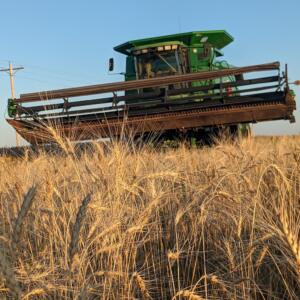 A tractor moves through a field of wheat.