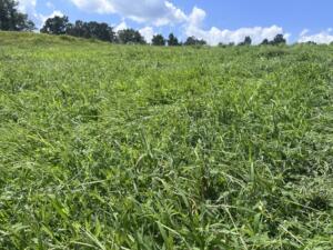 A mix of fescue and lespedeza in a forage field. 