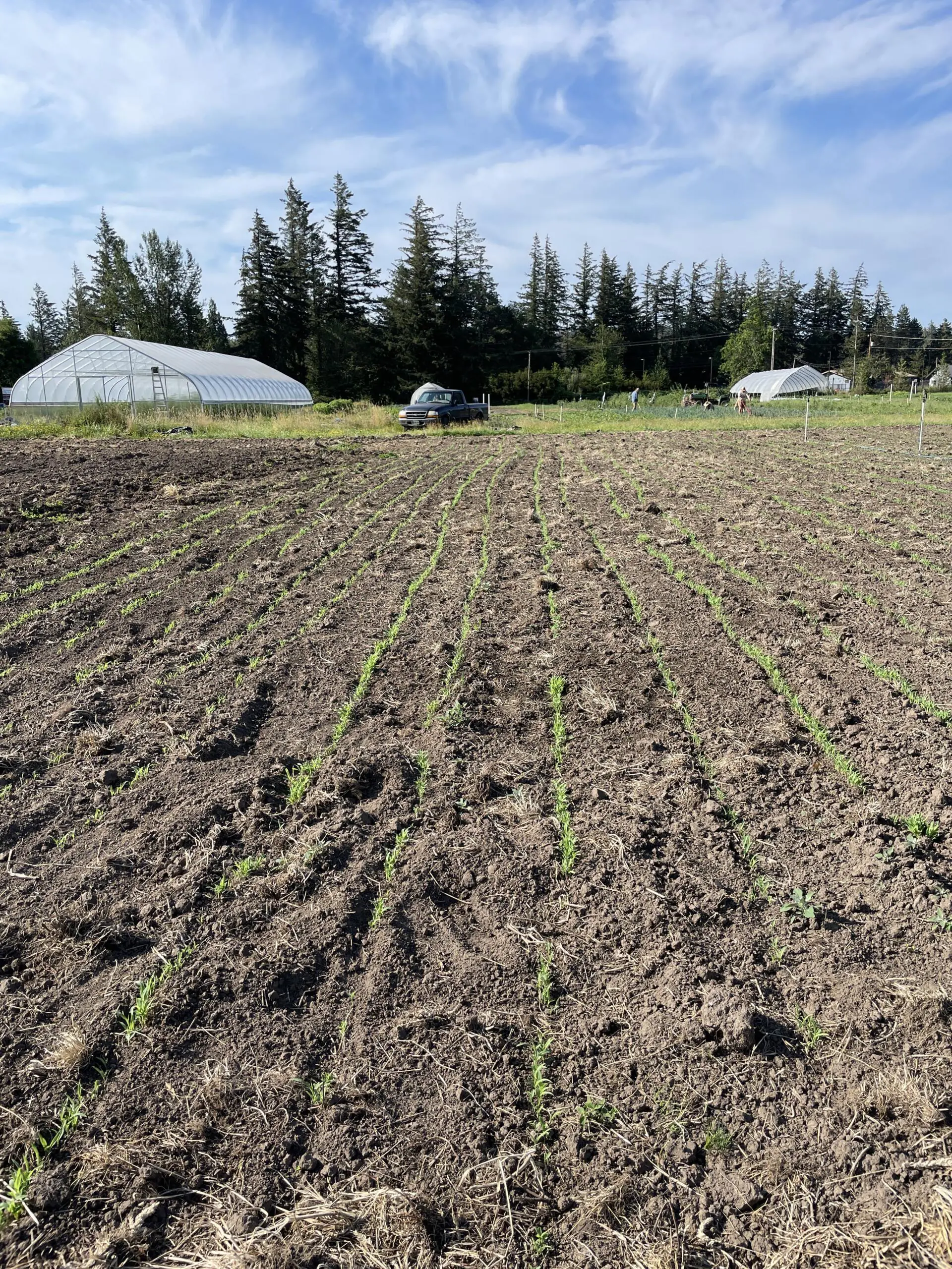 Sprouting cover crop in the field at Mora Mora Farm.