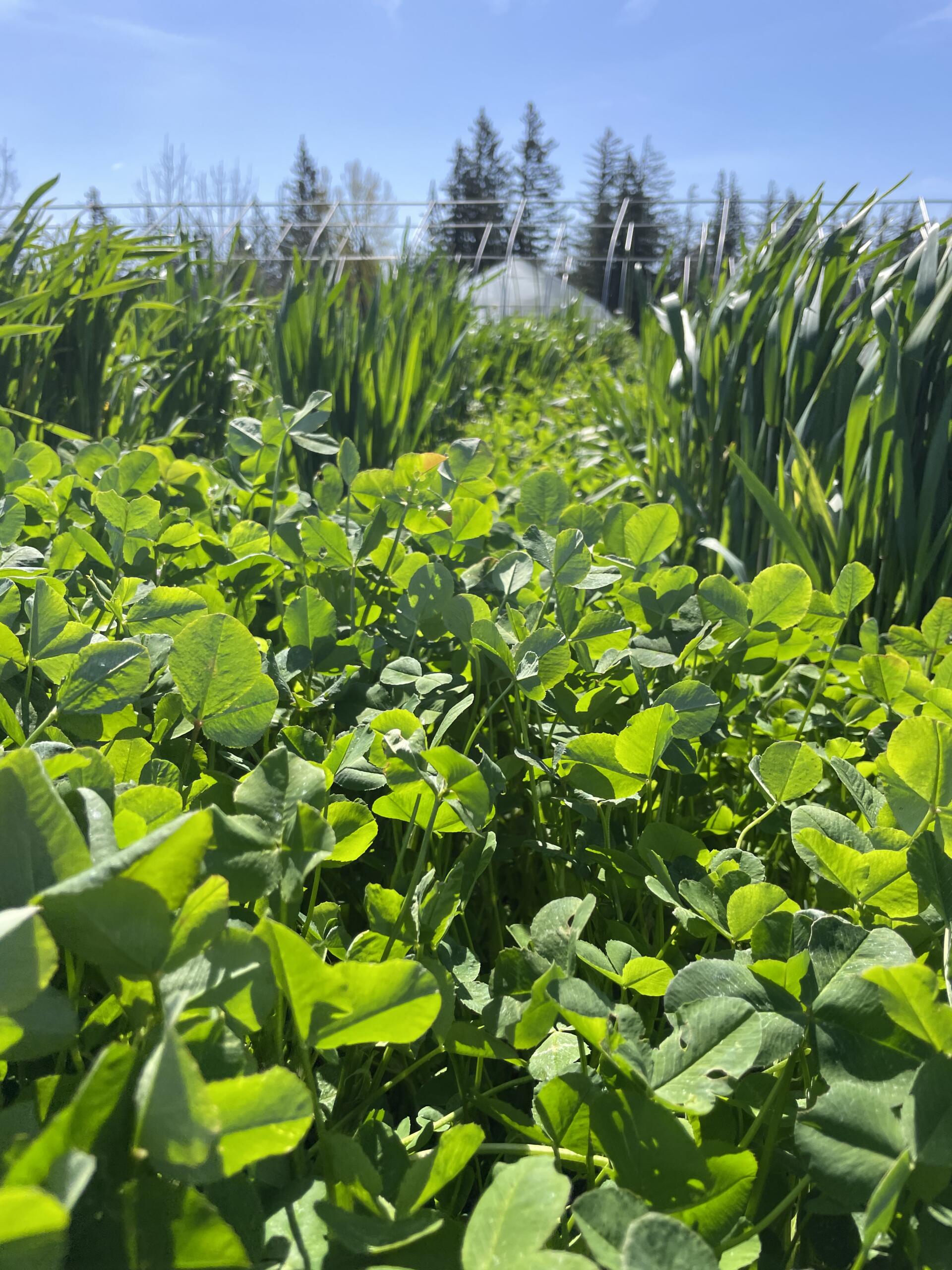 Clover in the field at Mora Mora Farm.