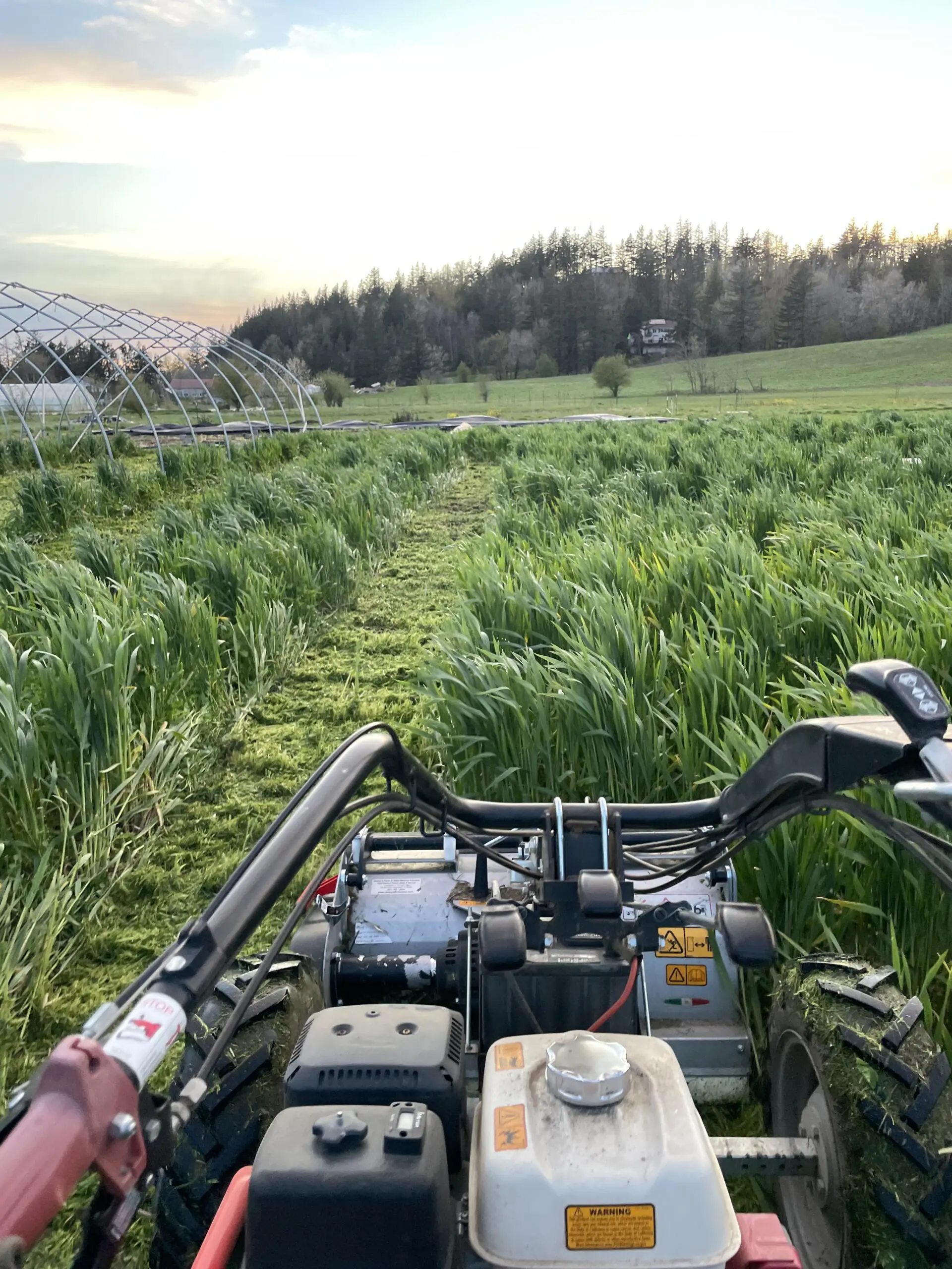 Mowing down cover crop in the field at Mora Mora Farm.