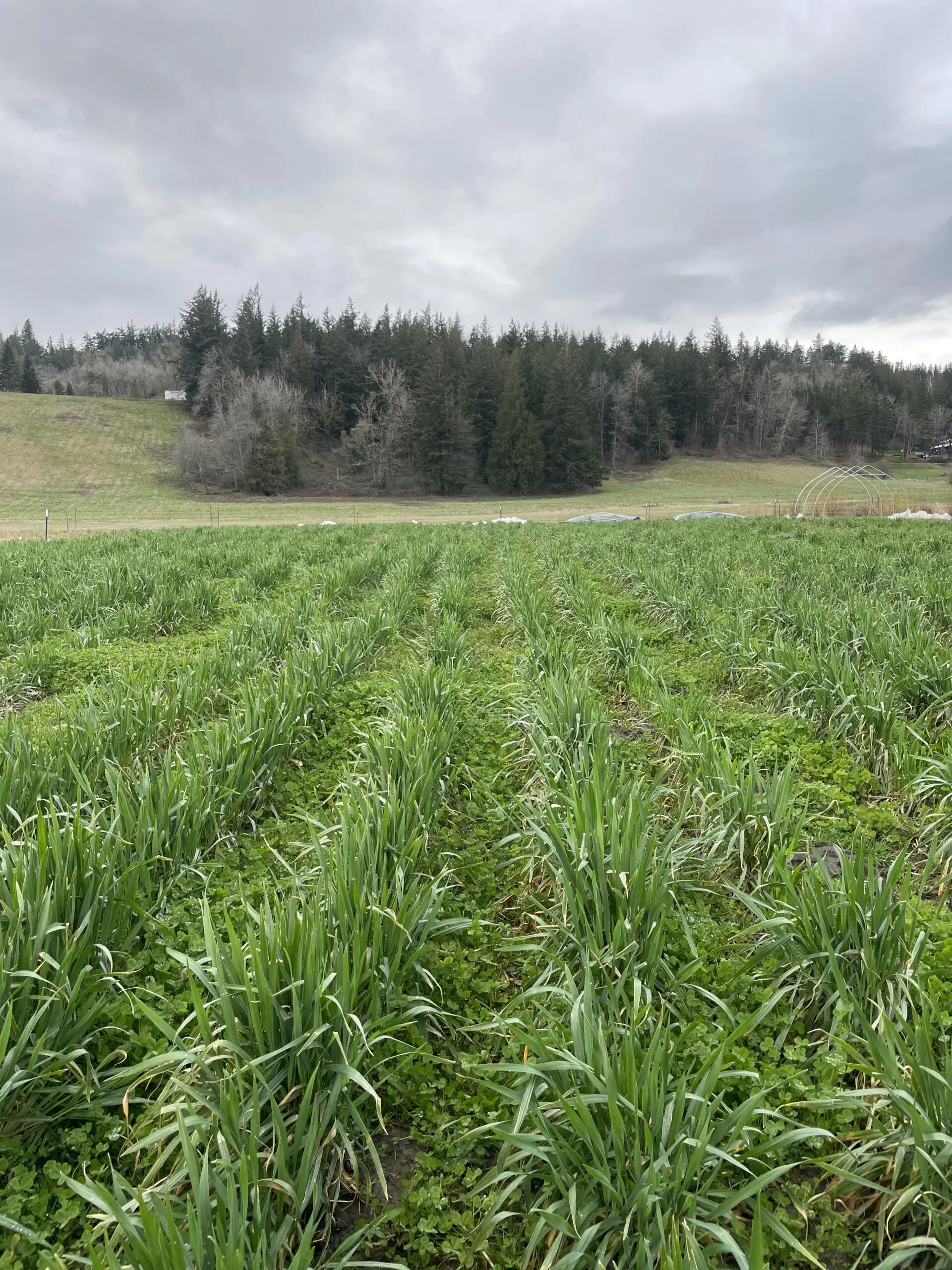 Cover crop in the field at Mora Mora Farm.