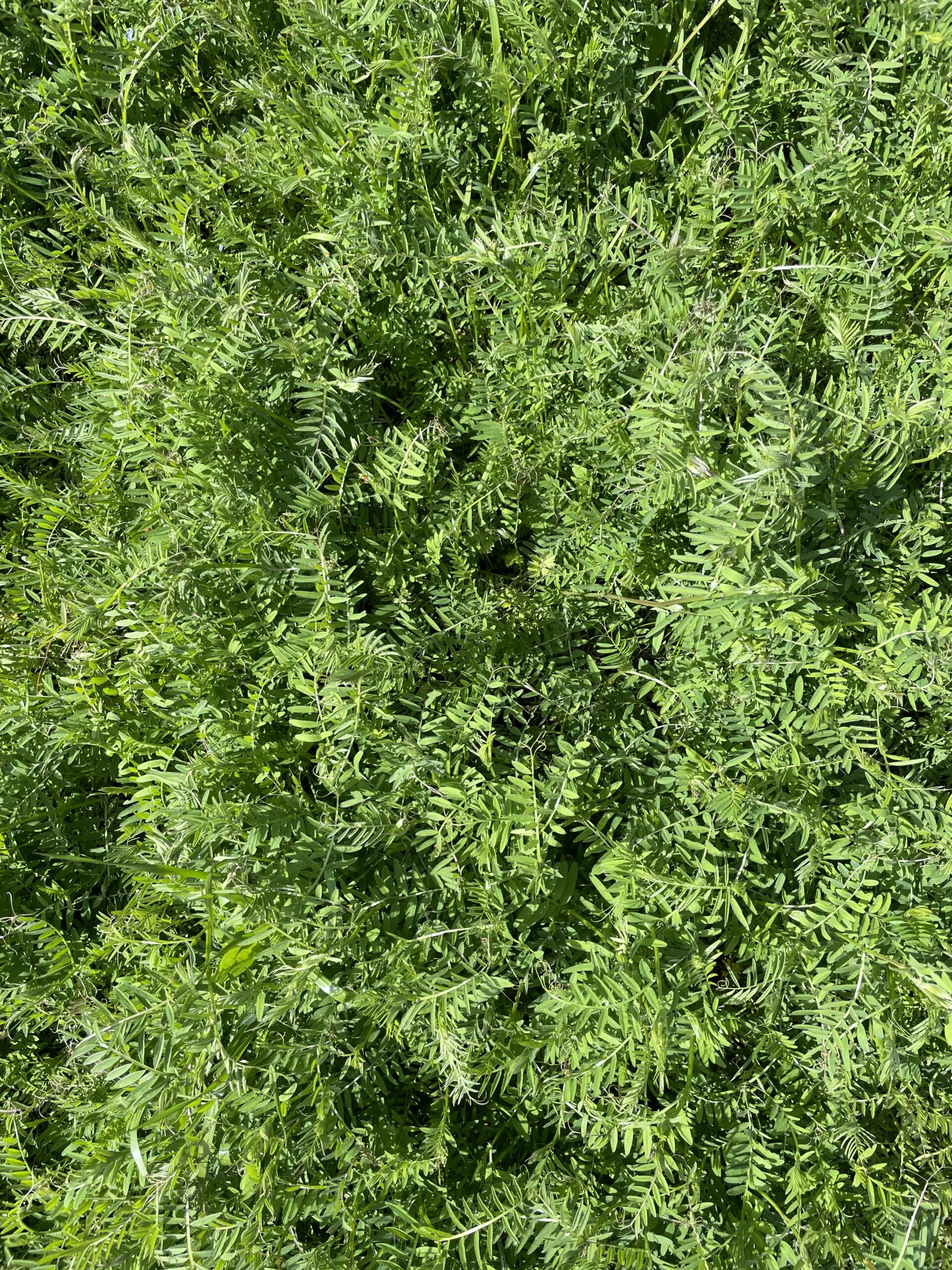Overhead angle of cover crop.