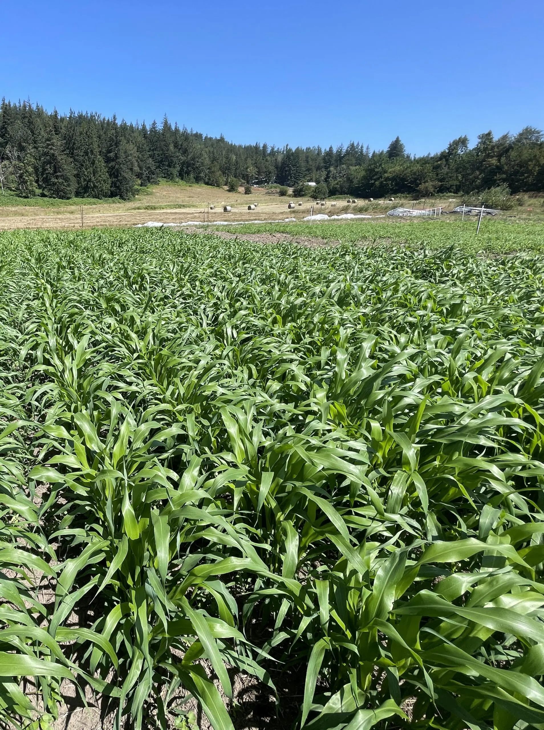 Cover crop in the field at Mora Mora Farm.