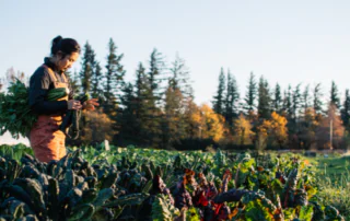 A farmer harvest greens in a Swiss chard field.