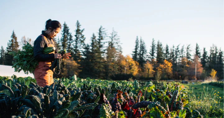 A farmer harvest greens in a Swiss chard field.