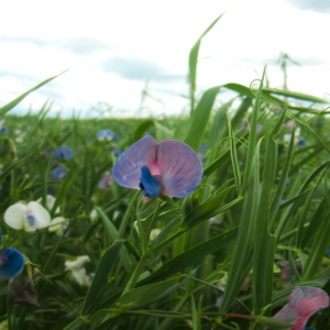 Pea flowers in a field.