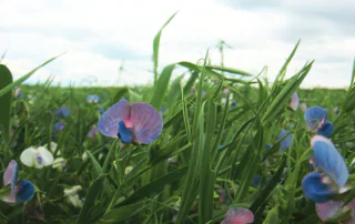 pea flowers growing in a field.