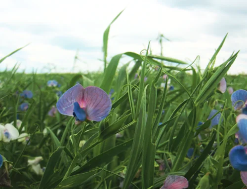 Earth Day Spotlight: Organic Farming as Stewardship