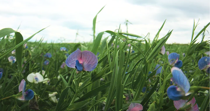 pea flowers growing in a field.