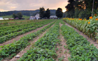 rows of crops in a farm field with flowers on the right and a farm house in the distance with a sun setting behind it