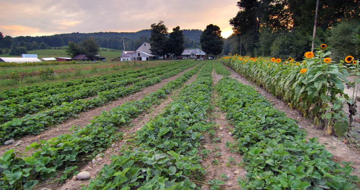 rows of crops in a farm field with flowers on the right and a farm house in the distance with a sun setting behind it