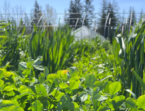 NRCS and Organic Producers: What EQIP, CSP, and the Regenerative Pilot Program Can Do for Your Farm