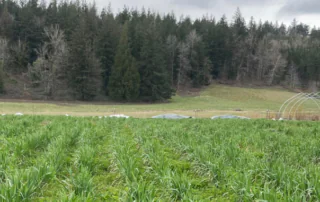 A cover crop at Mora Mora farm, part of a CSP contract, protects soil quality.