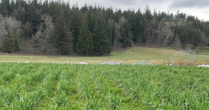 A cover crop at Mora Mora farm, part of a CSP contract, protects soil quality.