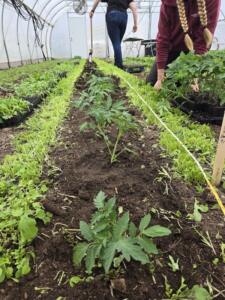 Perkins Good Earth Farm – Tomato Planting – 2026 Farmers at Perkins Good Earth farm plant tomatoes in a high tunnel.