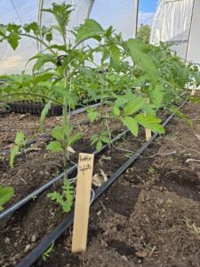 Perkins Good Earth Farm – Trial Buffer Tomato Plants -2026 A tomato plant with the label "buffer."