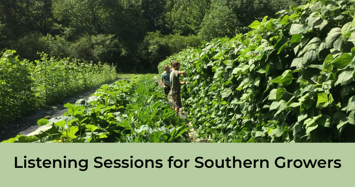 banner of text reading "listening sessions for southern growers" under a photo of two farmers in a row of crops growing up