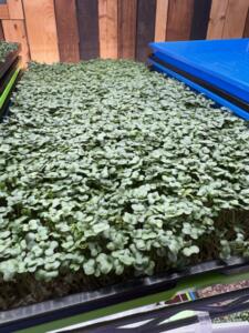 FLT Sanders Funny Farm Microgreen Tray a tray of broccoli microgreens