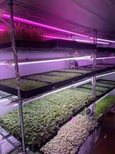 Trays of microgreens growing on shelves with indoor grow lights.