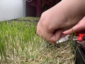 A person clipping a tray of microgreens