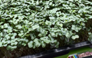 A tray of broccoli micro greens.