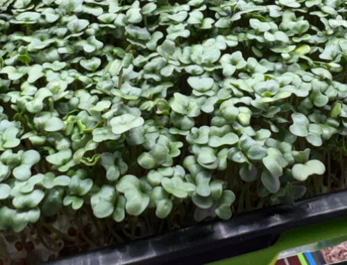Farmer-Led Trials Program Spotlight: Sanders Funny Farm