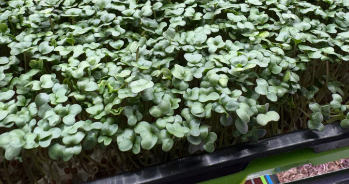 A tray of broccoli micro greens.