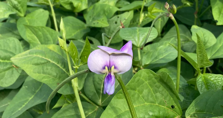 Cowpea cover crop