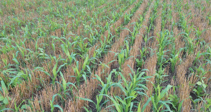a field of young corn plants emerging from wheat stubble