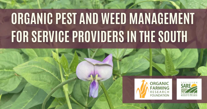 An image of a southern pea (cowpea) cover crop with text overlaid that says "Organic Pest and Weed Management for Service Providers in the South".