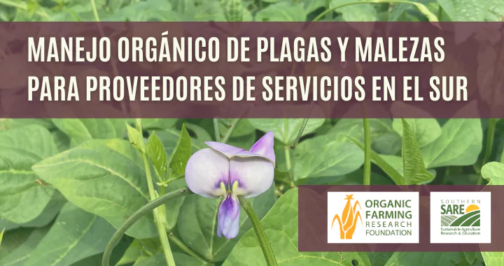 Image of a cowpea cover crop flower with text over the image that reads, "Manejo Orgánico de Plagas y Malezas para Proveedores de Servicios en el Sur"
