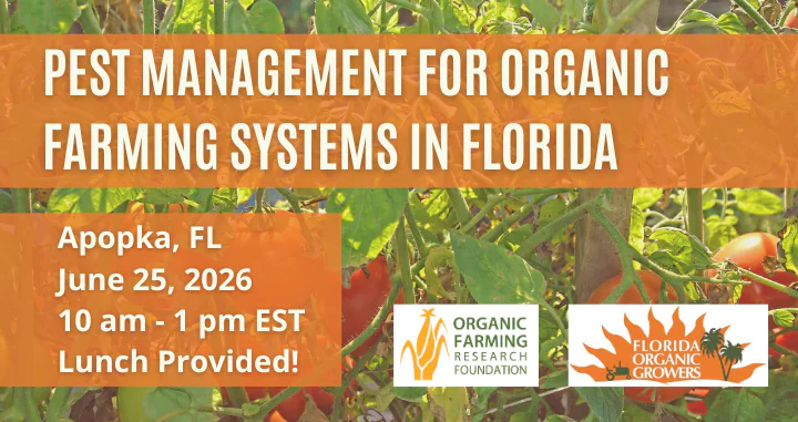 Image of tomatoes growing in Florida with text over top of the image reading "Pest Management for Organic Farming Systems in Florida"