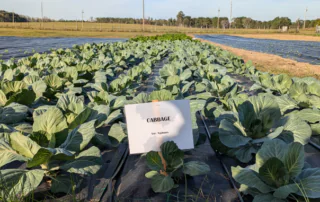 cabbage rows at Tuskegee University's organic farm